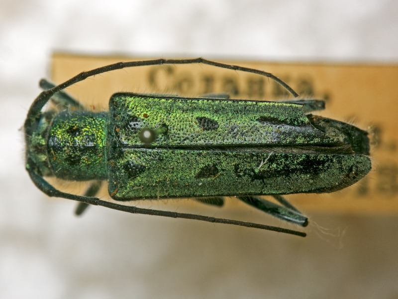 Eutetrapha metallescens (Motschulsky, 1860)